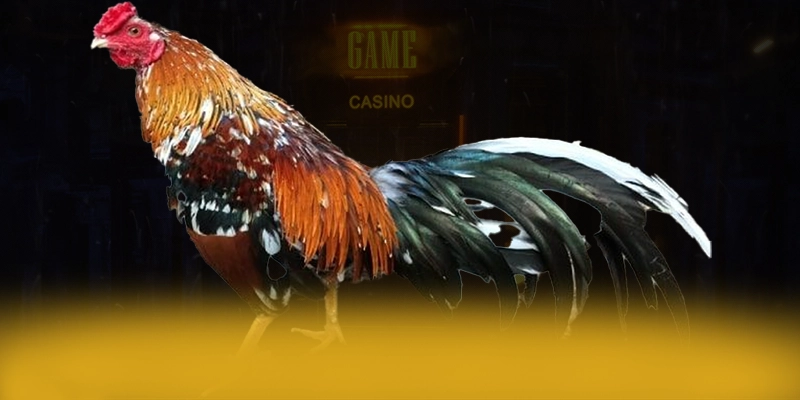 KUWIN - Tổng kết hành trình phát triển từ trải nghiệm thực tế. KUWIN - Tổng kết hành trình phát triển từ trải nghiệm thực tế.