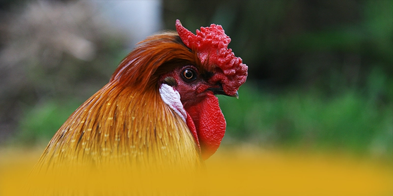 GO8 – Cổng trò chơi chất lượng, được cộng đồng game thủ tin tưởng.