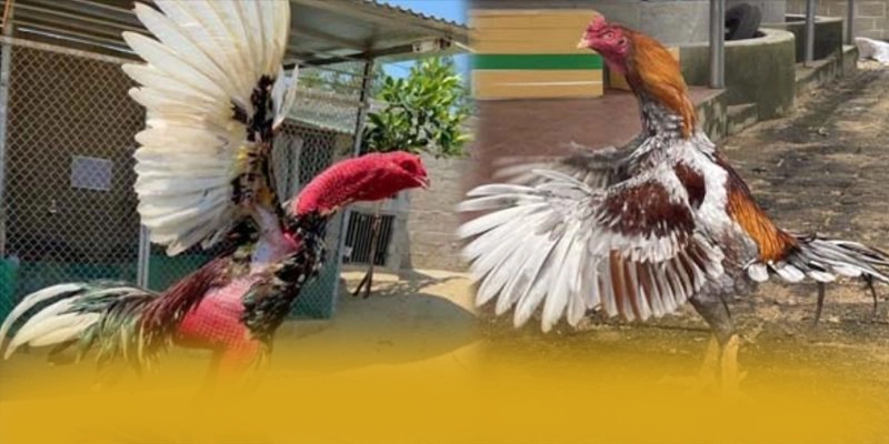 WIN79 - Lời khẳng định một cách tổng quan. WIN79 - Lời khẳng định một cách tổng quan.