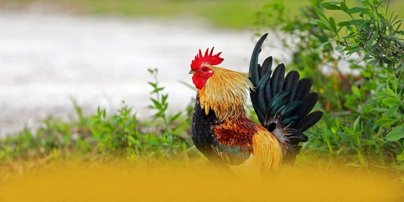 AU88 – Sân chơi được đánh giá cao, được người chơi yêu thích. AU88 – Sân chơi được đánh giá cao, được người chơi yêu thích.