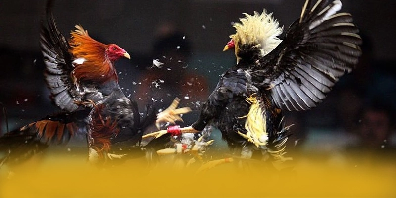 BL555 - Sân chơi hiện đại được yêu thích nhất