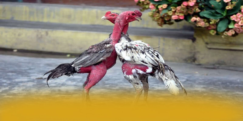 RR99 – Cổng trò chơi có thưởng lớn, được cộng đồng đánh giá tích cực.