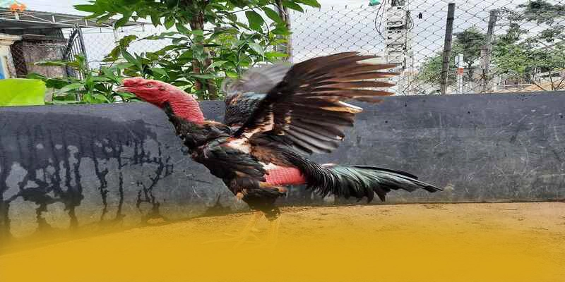 
Giới thiệu KKWIN - Sân chơi được nhiều người chơi lựa chọn số 1 Việt Nam
