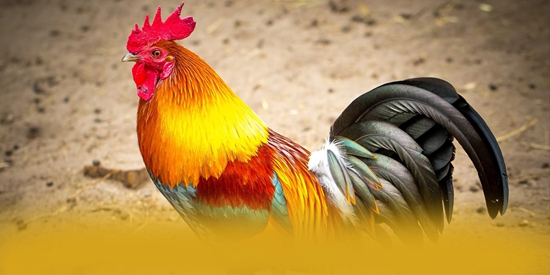 Lợi thế cạnh tranh của [THUONG_HIEU] trong cùng phân khúc